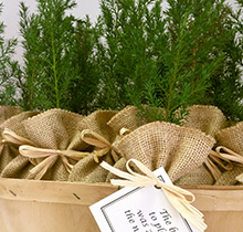 Featured image of post Bulk Christmas Tree Seedlings - At the picket fence makes a glamorous christmas tree stand for all those that like a bit of modern energy thrown into their holiday decor.