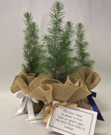 Burlap Tree Kit